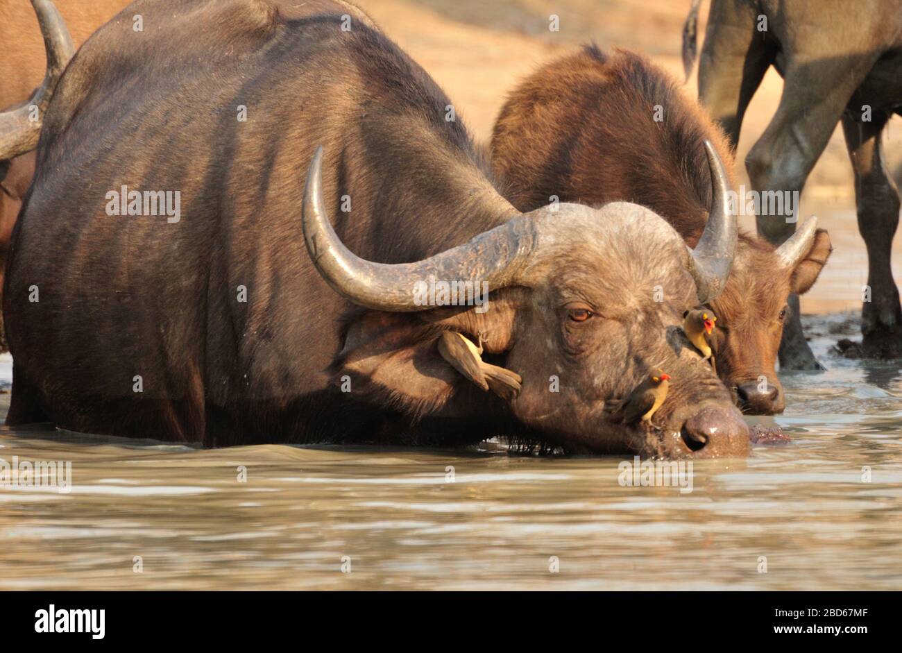Water buffalo drinking from water hole in Africa Stock Photo