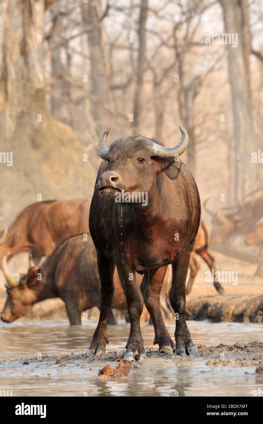 Buffalos at waterhole in Malawi Stock Photo