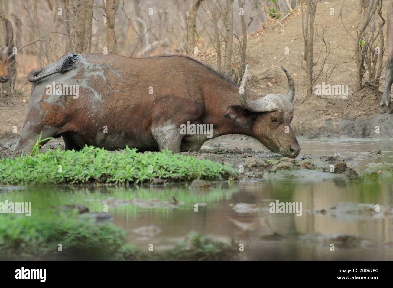 Water buffalo drinking from water hole in Africa Stock Photo