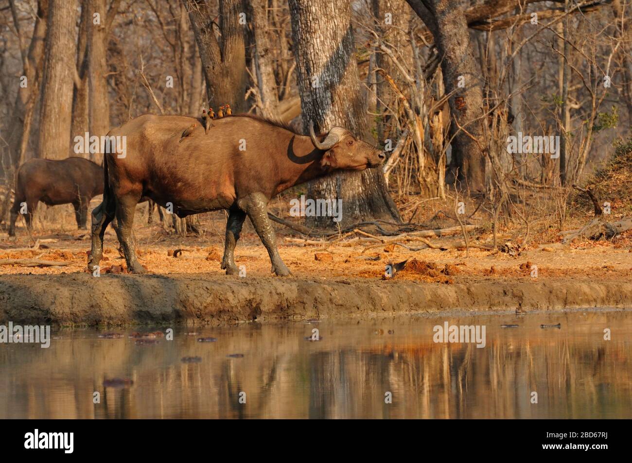 Buffalos at waterhole in Malawi Stock Photo