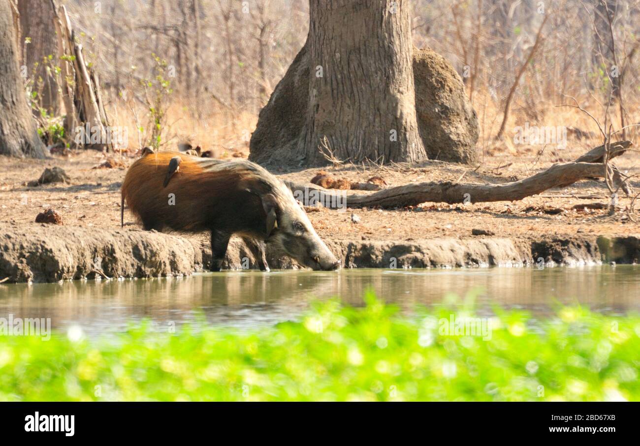 African wild bush pig (Potamochoerus larvatus) with oxpeckers at a waterhole Stock Photo