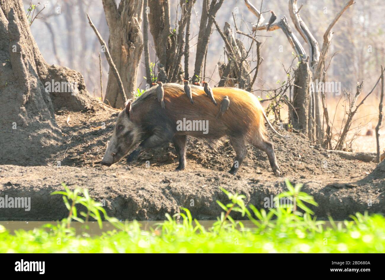 African wild bush pig (Potamochoerus larvatus) with oxpeckers at a waterhole Stock Photo
