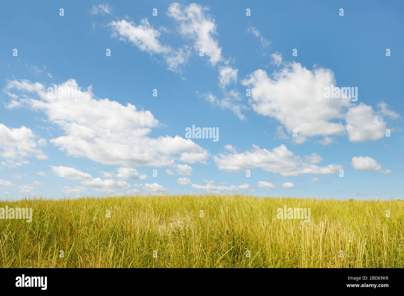 field blue sky wispy clouds summer Stock Photo