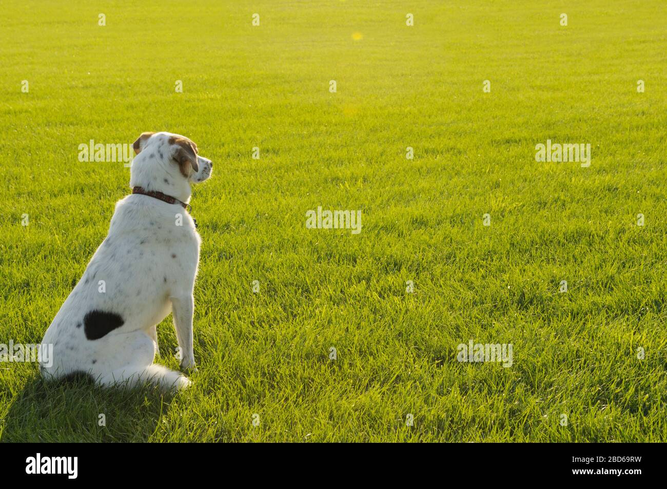 Dog on sunny field in summer Stock Photo