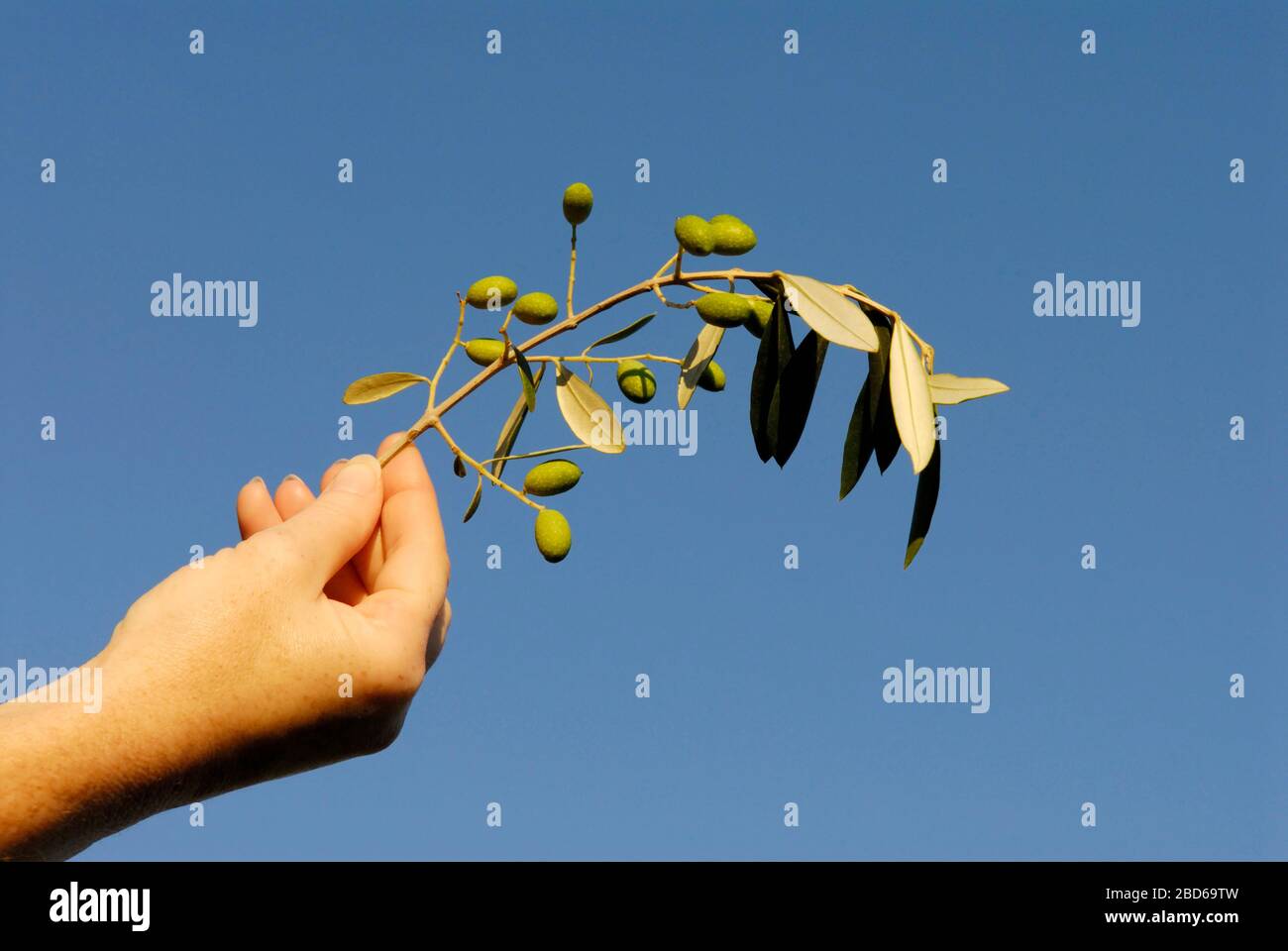 Olive branch Stock Photo