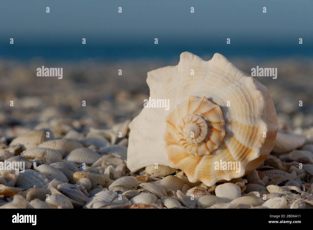 Sanibel Island Florida whelk shell Stock Photo