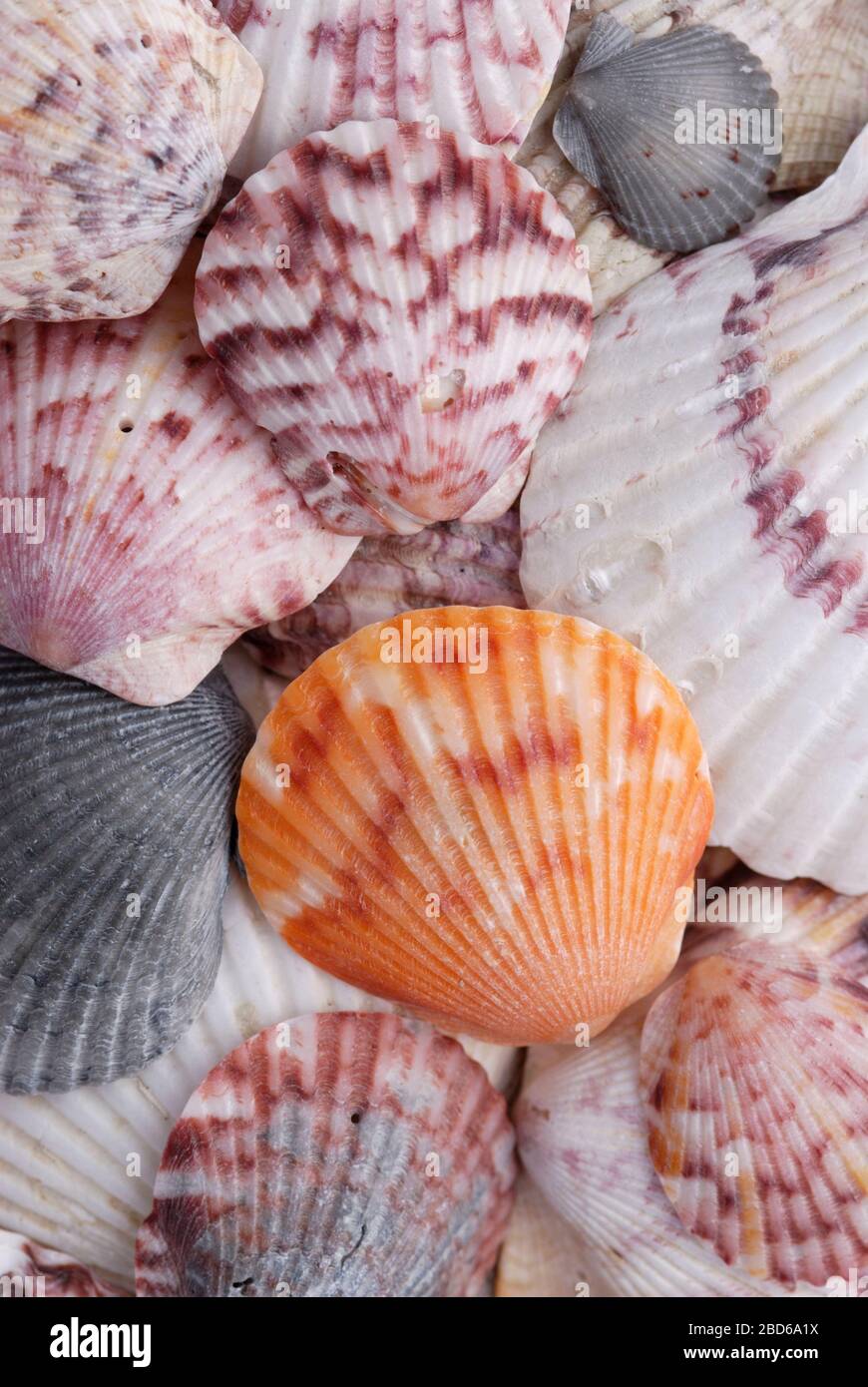 Scallop shells, Atlantic calico, Argopecten gibbus, Sanibel Island Stock Photo