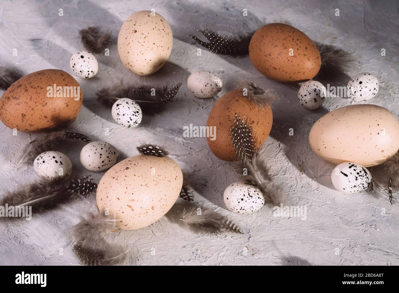 Easter chicken and quail eggs with feathers on grunge grey background. Stock Photo