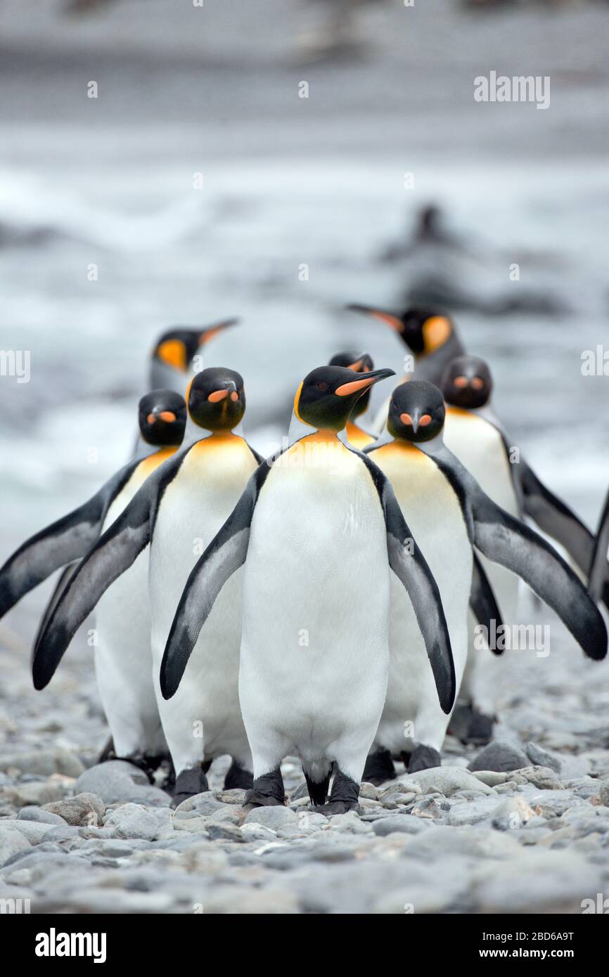 Penguins Walking Line High Resolution Stock Photography and Images - Alamy
