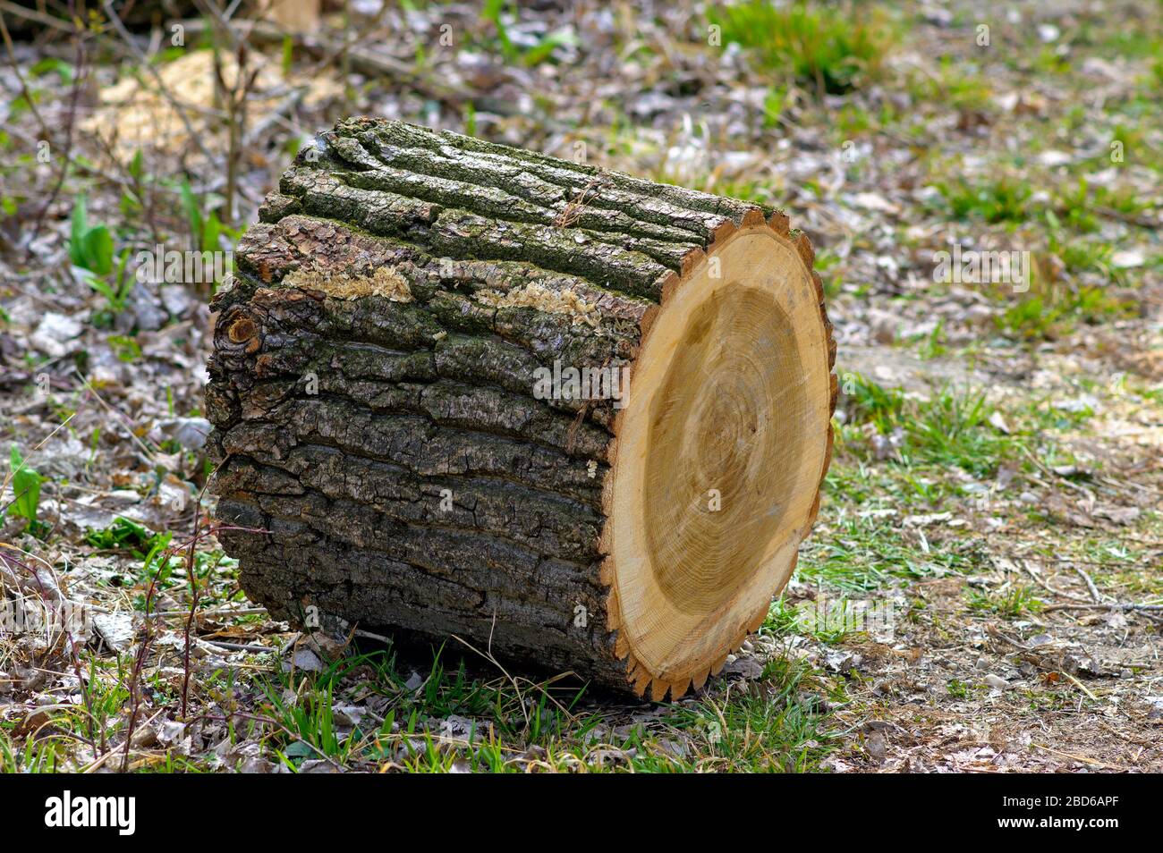 piece of a tree trunk with thick bark shaped like a barrel Stock Photo