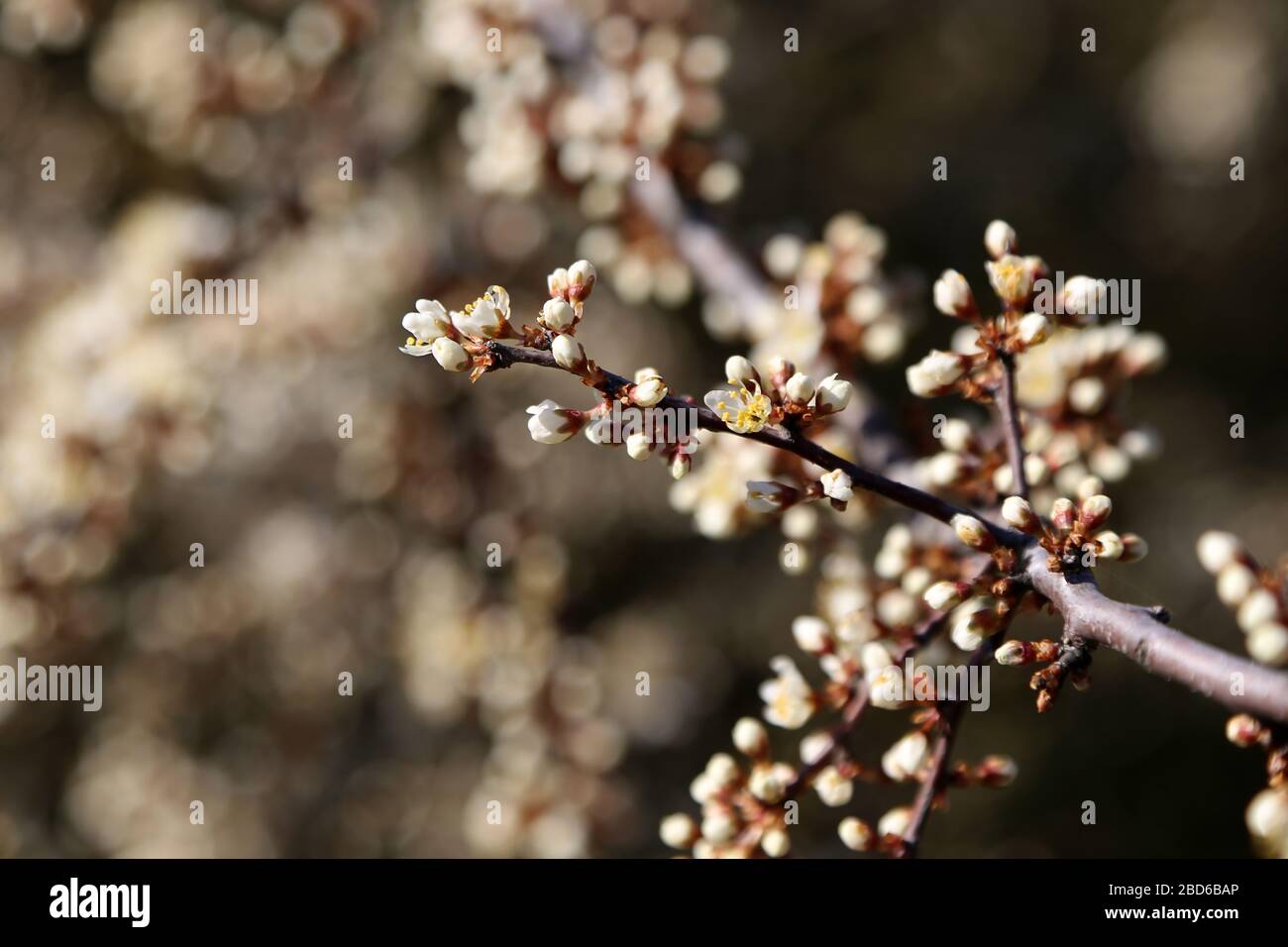 Illustration cherry blossoms hi-res stock photography and images - Alamy