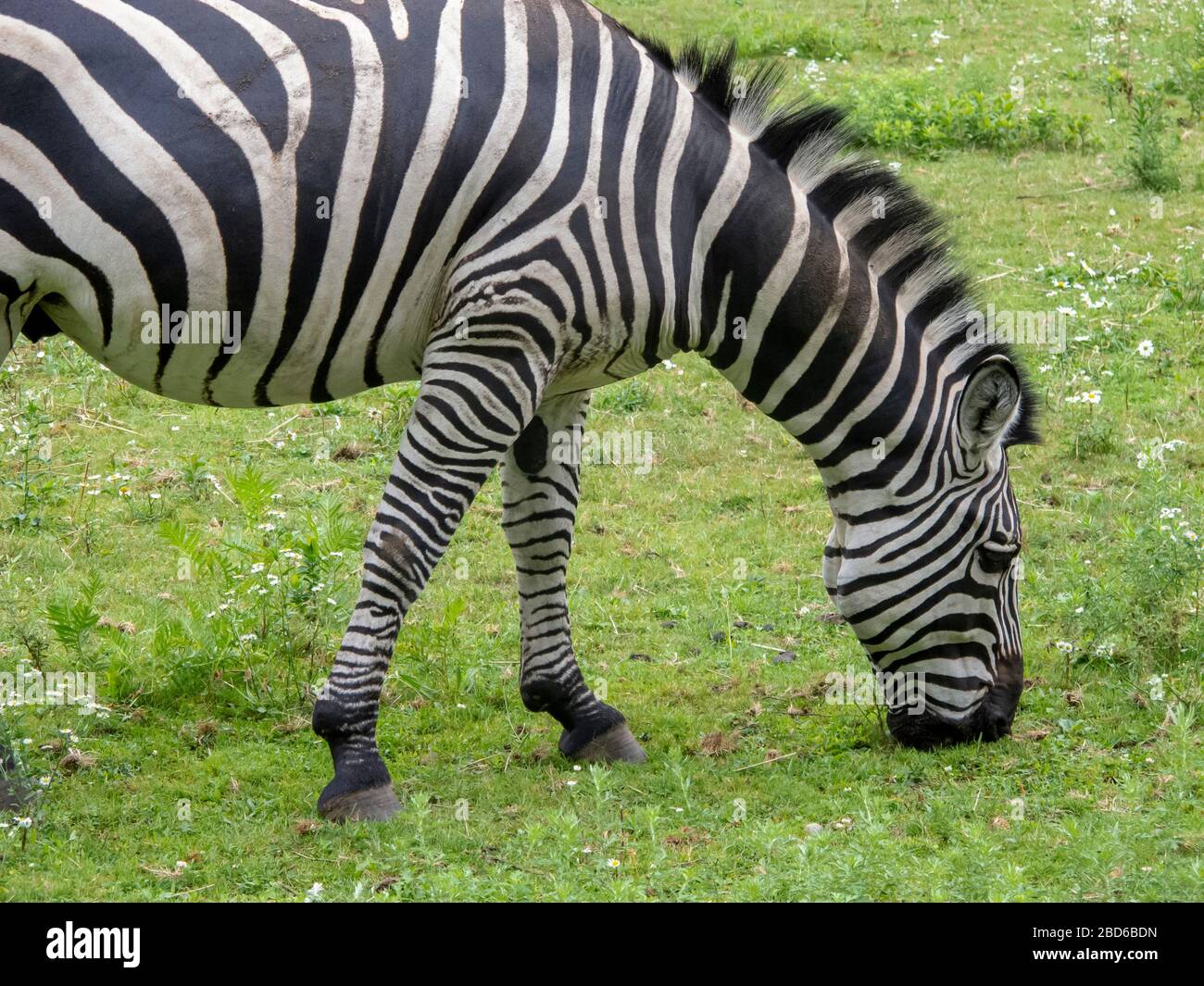 Zebra at Boston Zoo, Roxbury, Boston, Massachusetts, USA Stock Photo