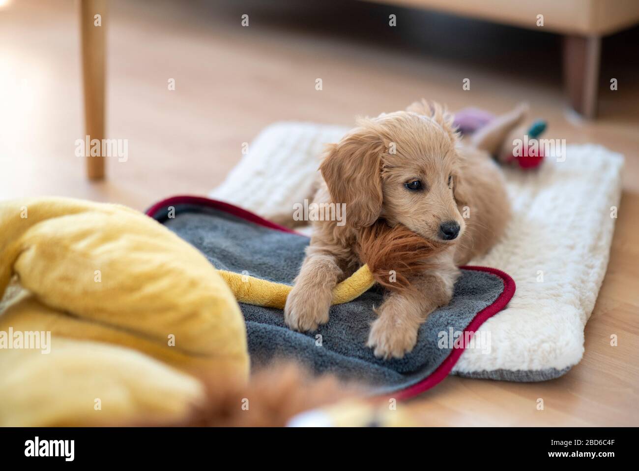 stuffed goldendoodle