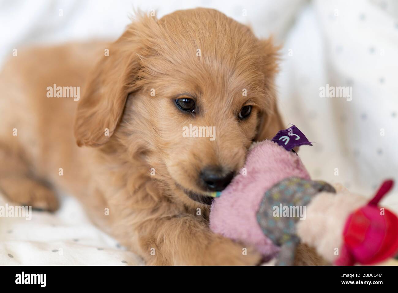 Red golden best sale retriever stuffed animal