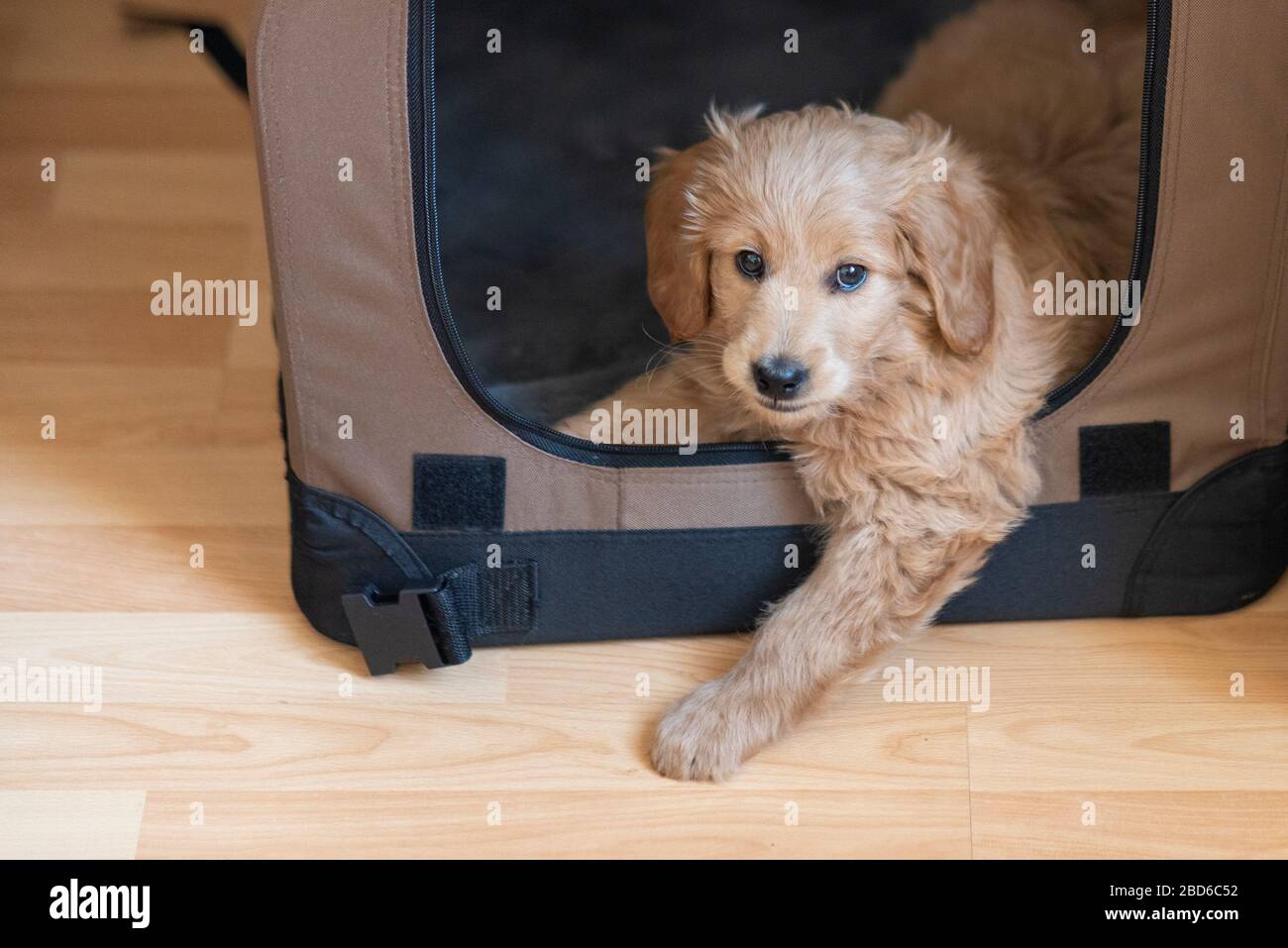 goldendoodle crate size