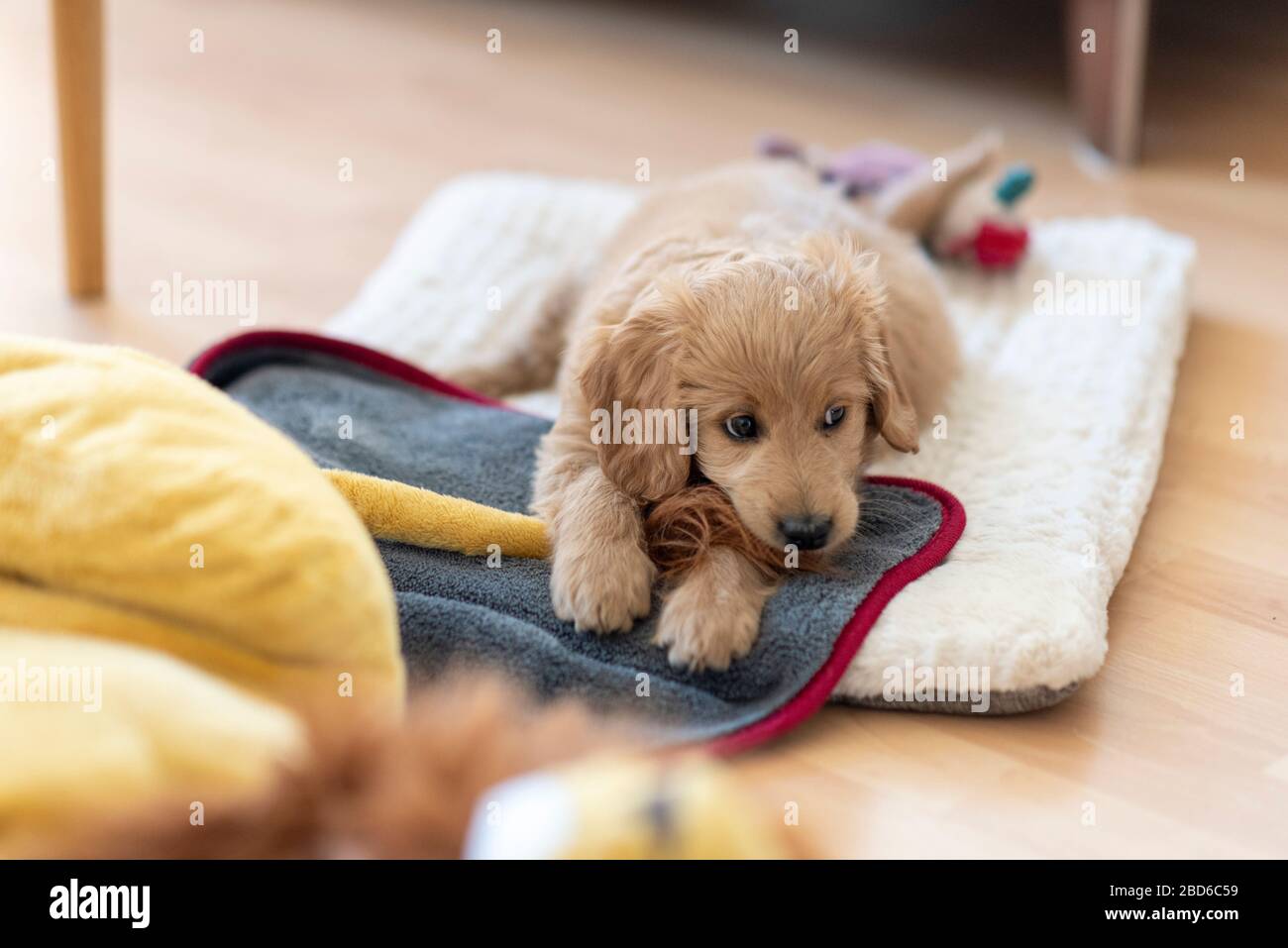 mini goldendoodle poodle