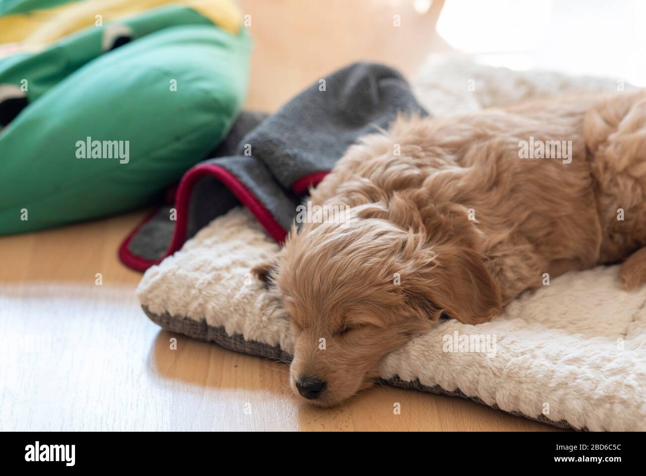pix Mini Goldendoodle Names alamy