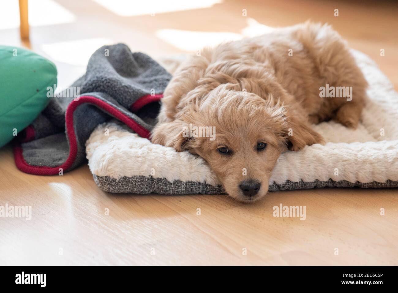 pic Mini Goldendoodle Names alamy