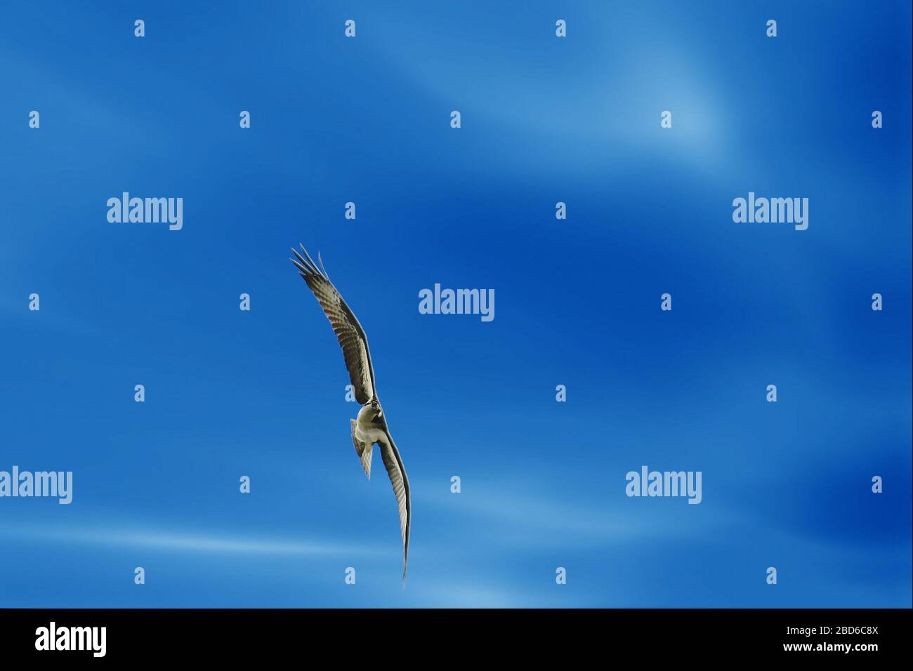 Osprey flying vertically with blue sky background Stock Photo - Alamy
