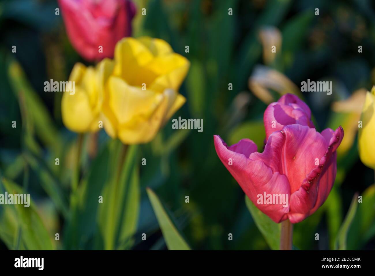 tulips in the garden Stock Photo - Alamy