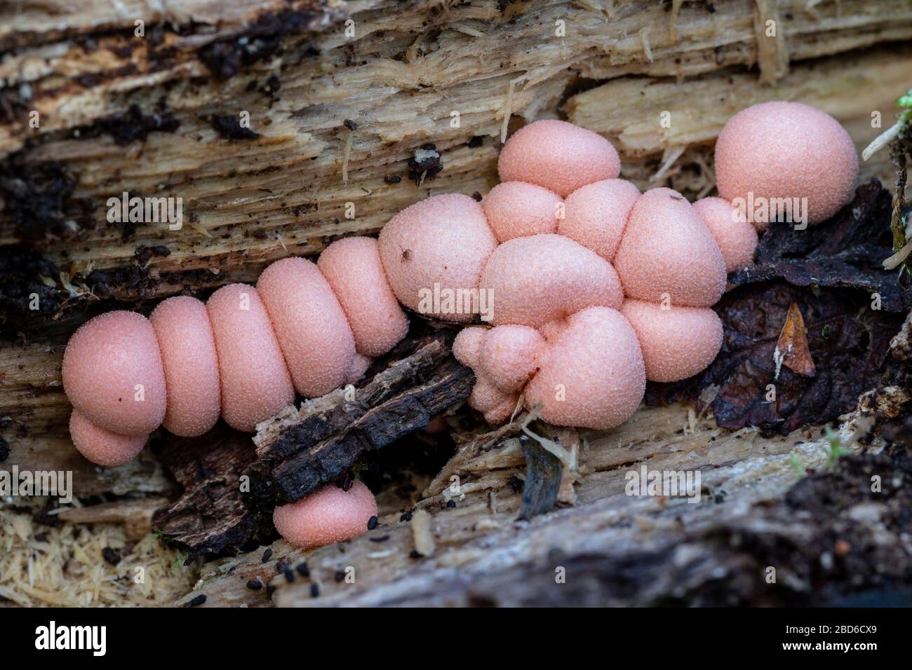 Lycogala epidendrum, known as wolf's milk, growing on a dead log in the woods in autumn. Spain Stock Photo