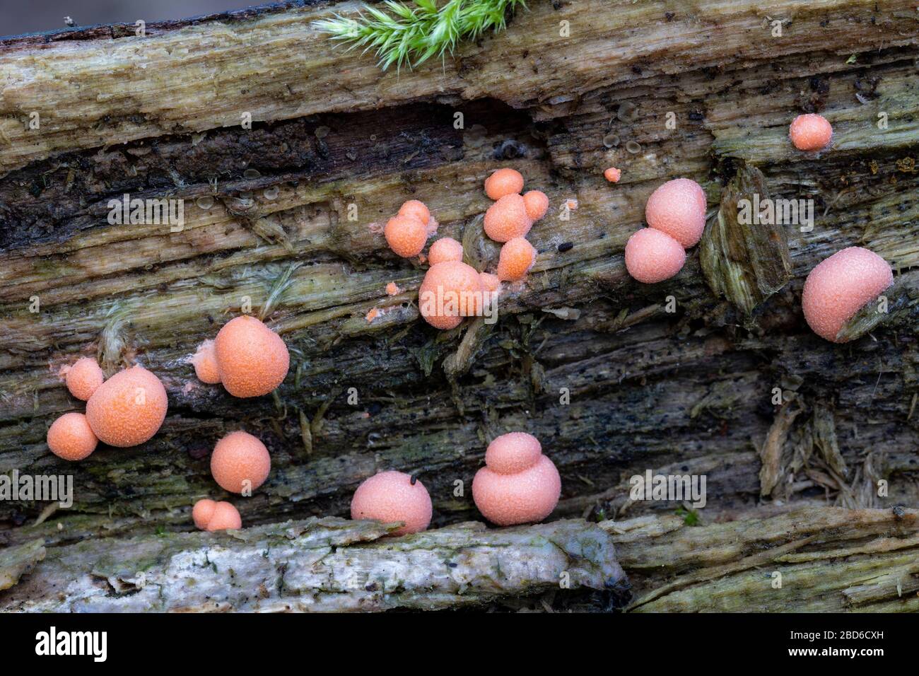 Lycogala epidendrum, known as wolf's milk, growing on a dead log in the woods in autumn. Spain Stock Photo