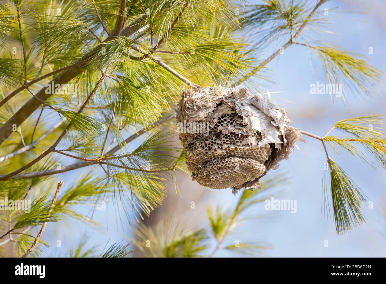 Wasps' nest hanging on a pine tree branch Stock Photo Alamy