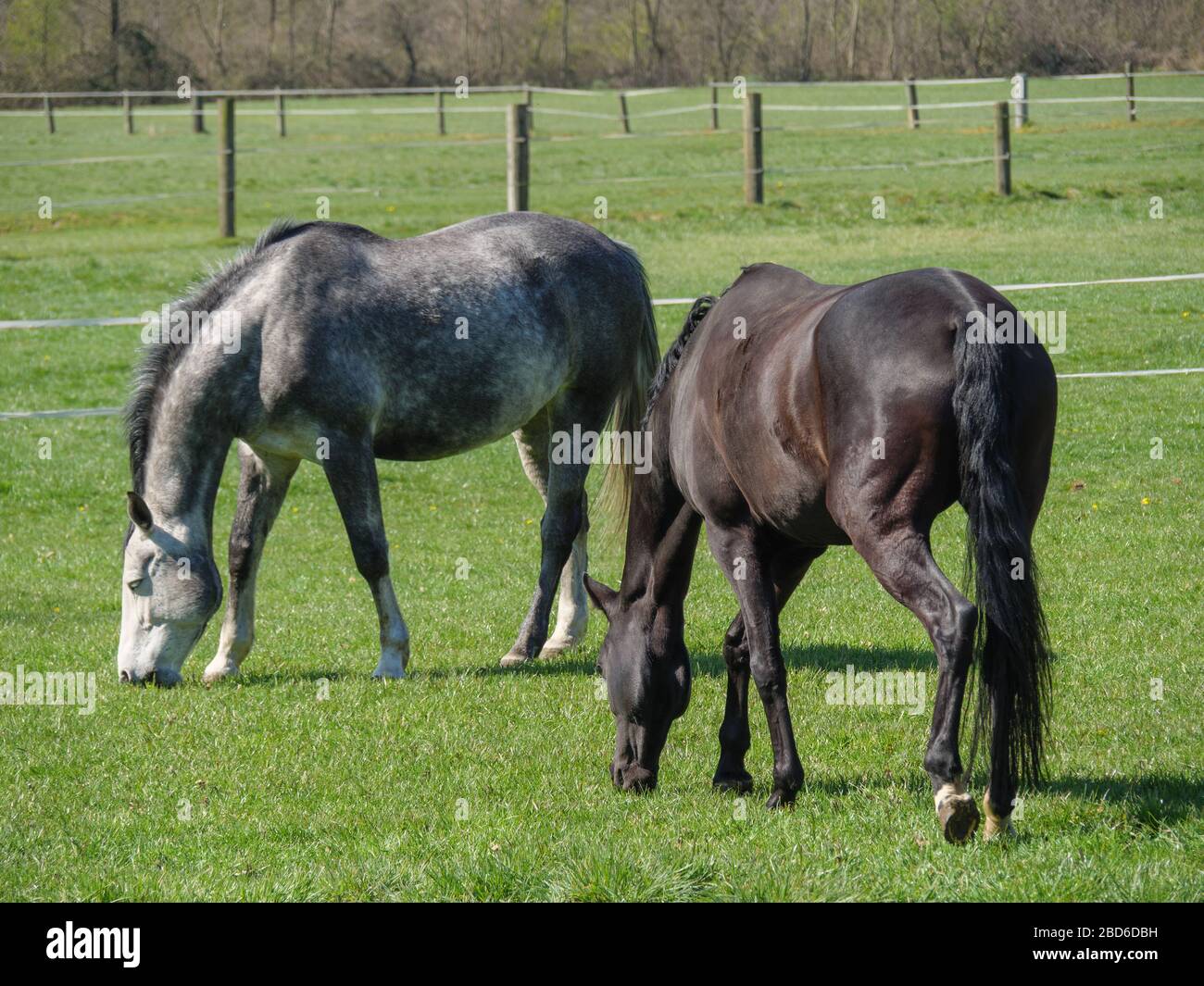 horses in germany Stock Photo Alamy