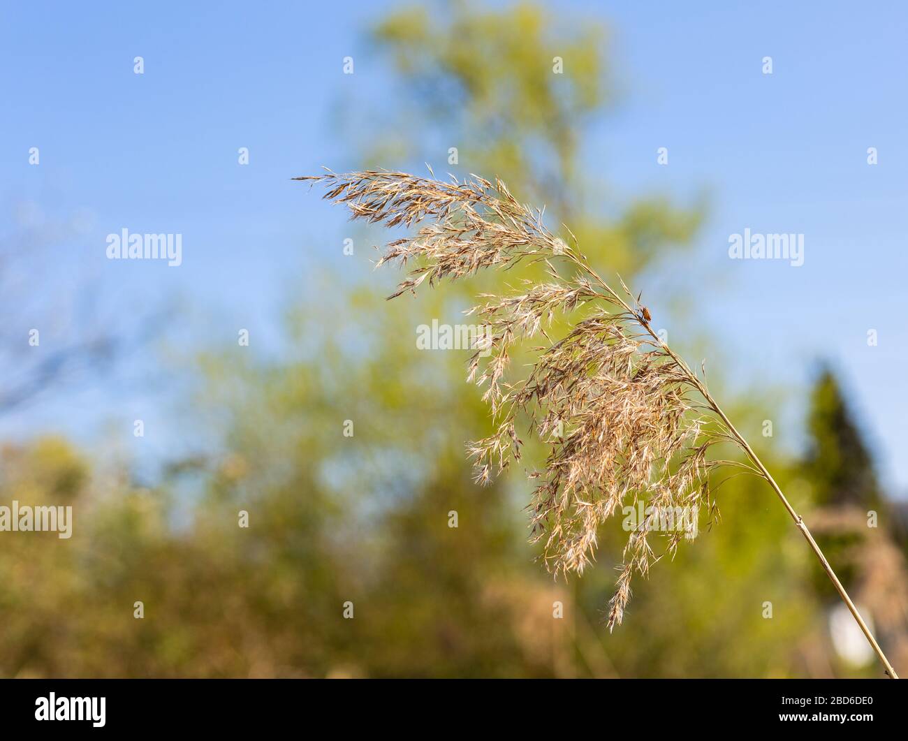 Single dry grass. Suburban areas. Stock Photo