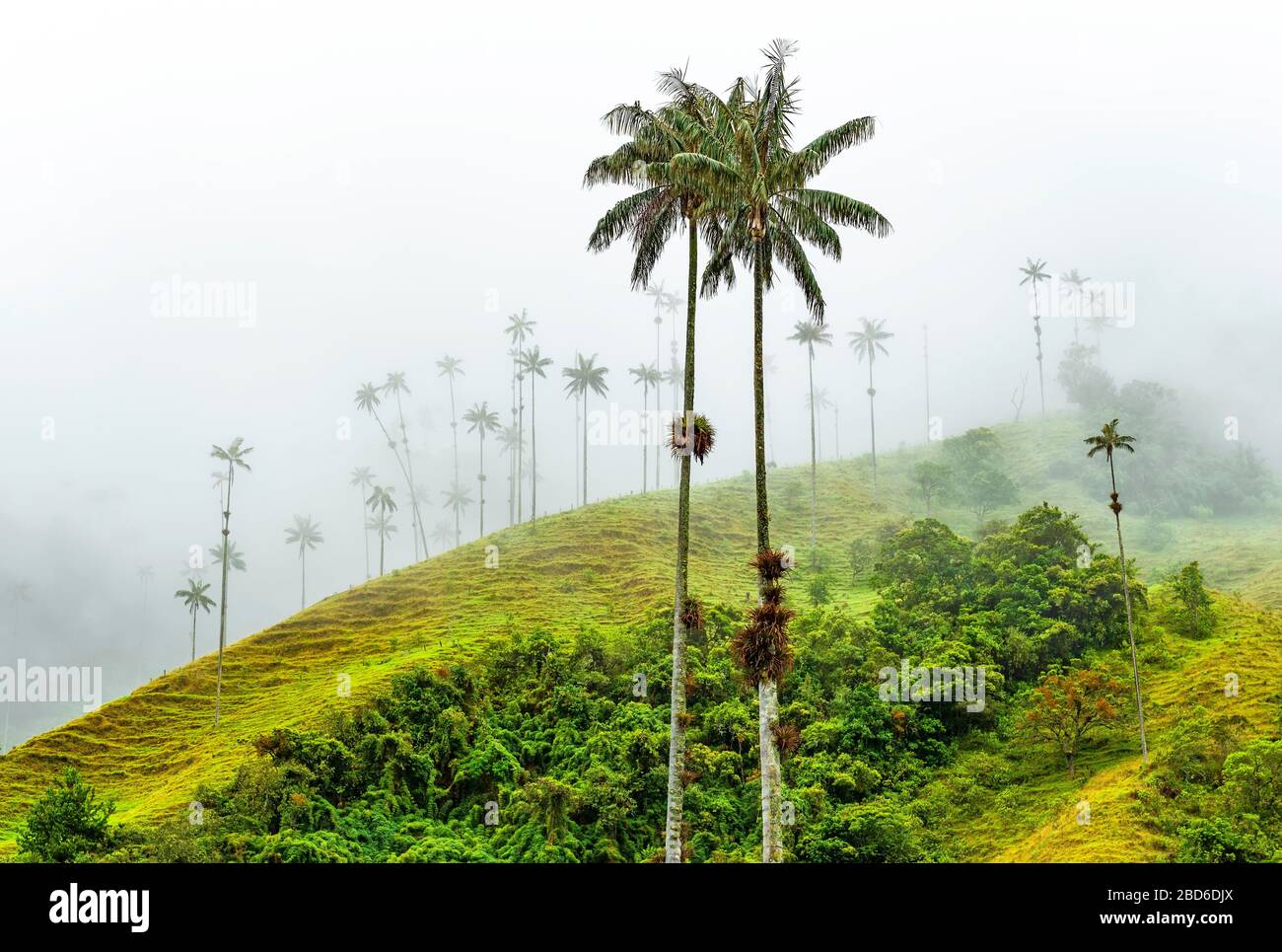 Wax Palm Trees (Ceroxylon quindiuense), the highest in the world, in the mist of the Cocora Valley near Salento and Armenia, Colombia. Stock Photo