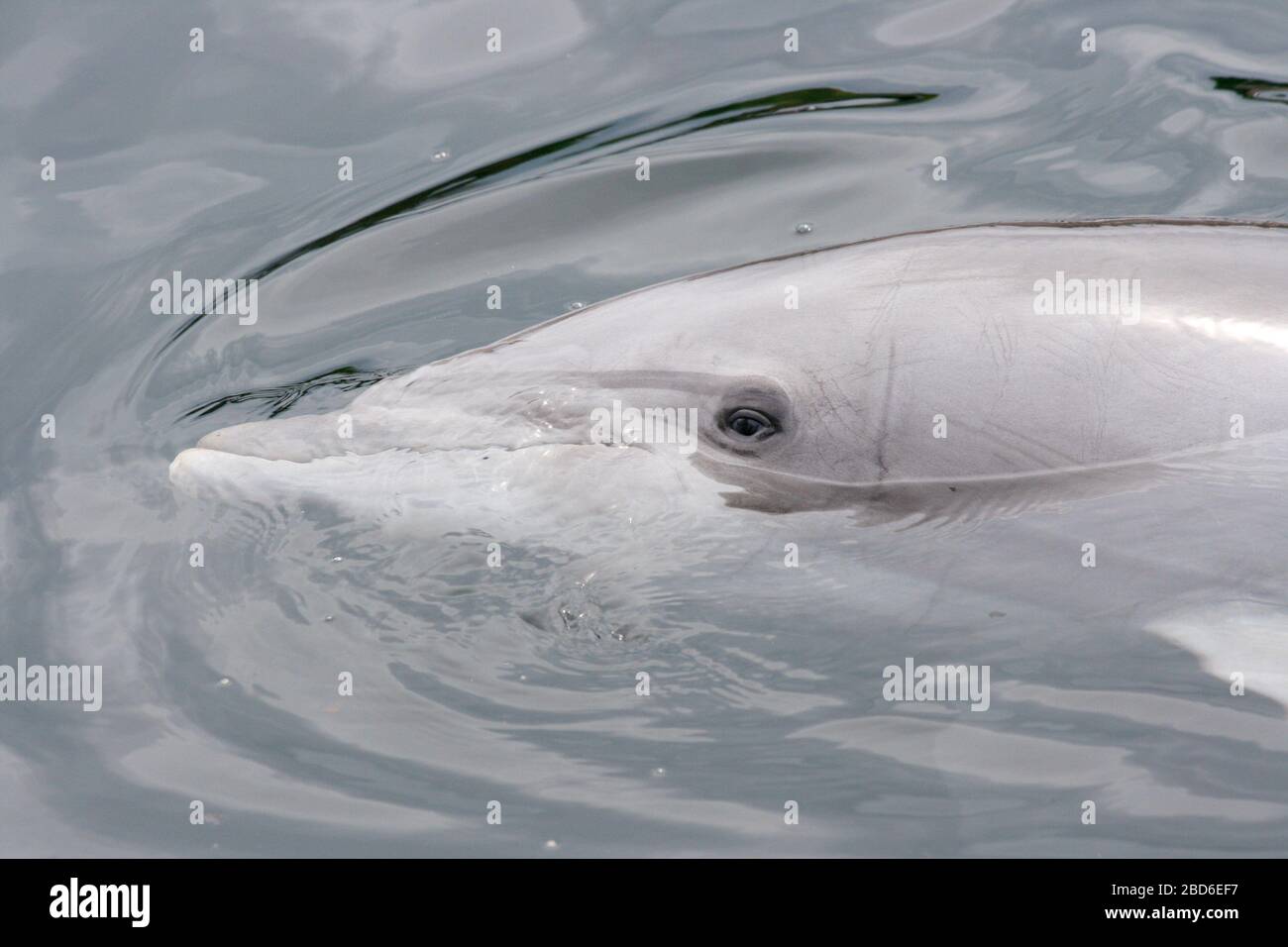 A detail shot of a dolphin (Delphinidae) Eine Detailaufnahme von einem ...