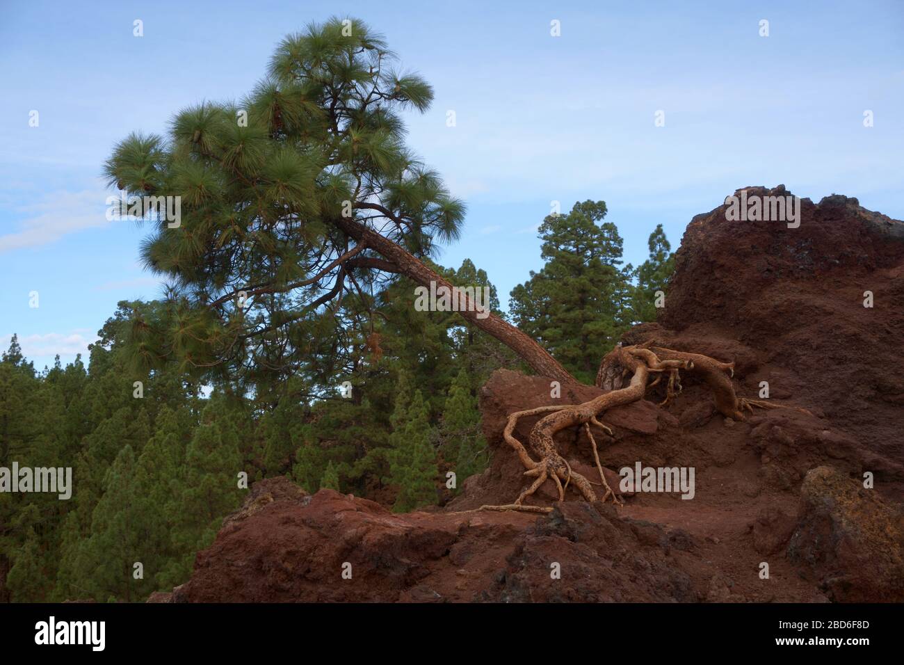 Tree in forest with roots Stock Photo - Alamy