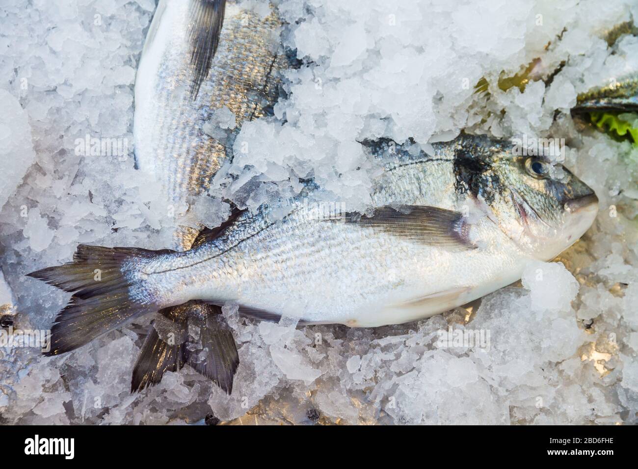 Gilt-head bream(dorade) on ice at the seafood booth Stock Photo