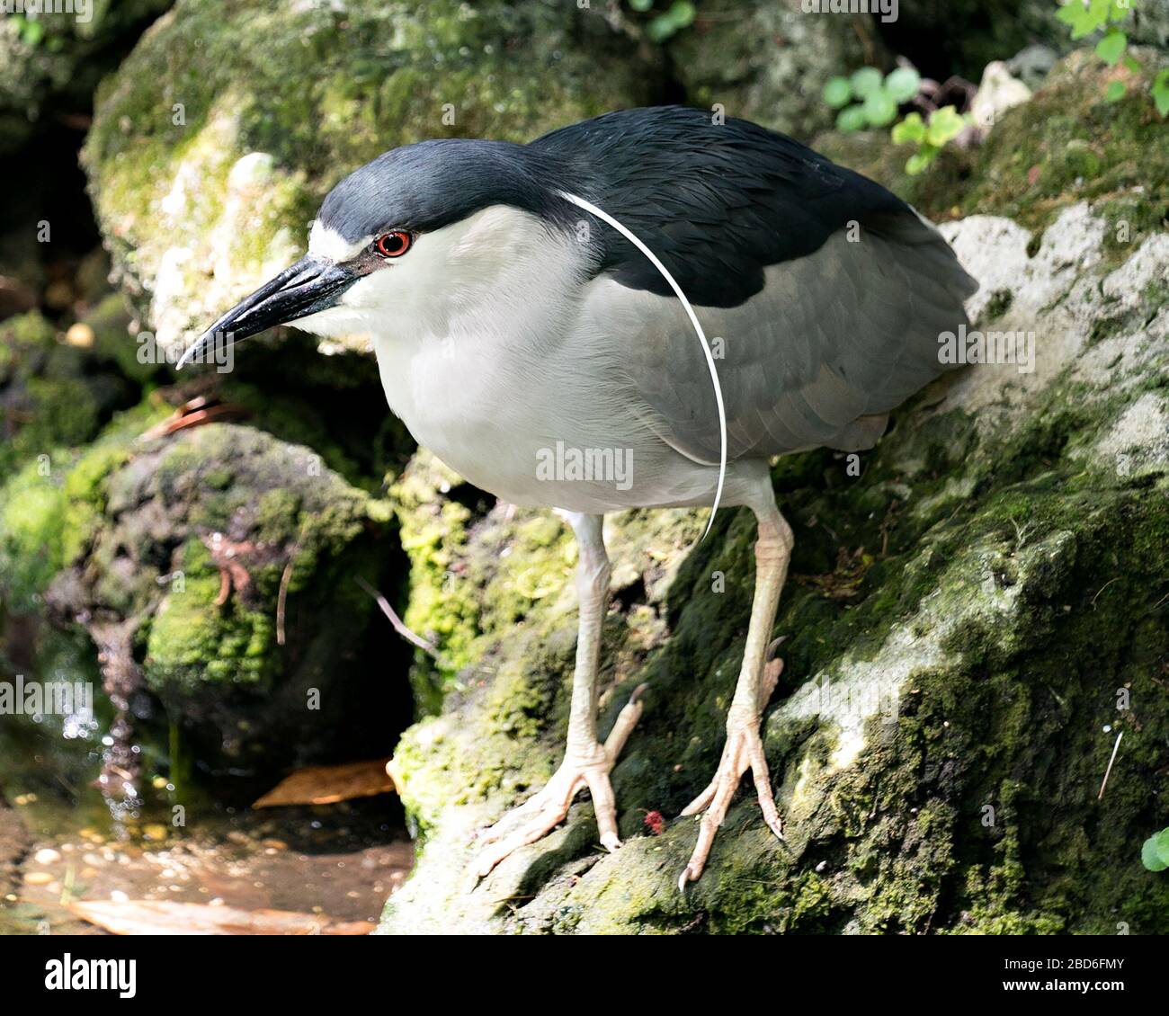 Asian Pied Starling Foraging Rock Overgrown Moss Beautiful Voiced Bird —  Stock Photo © iwayansumatika #606349098, image size:1300x1130