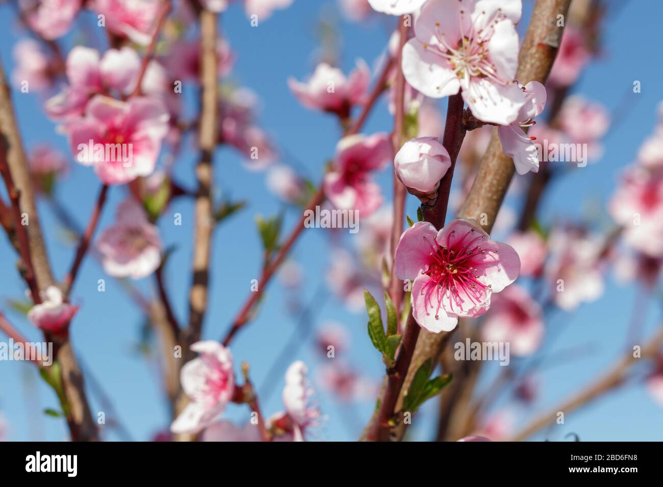 Close Up Pink Flowers Spring Blossom Stock Photo