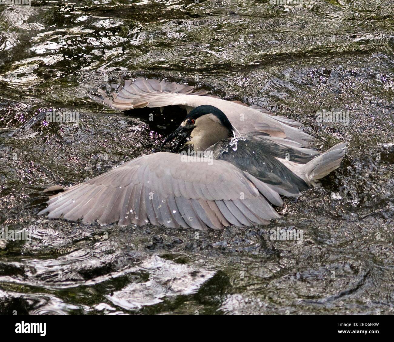 Black-crowned Night Heron bird fishing for a fish with its spread wings on the water, enjoying its environment and surrounding. Stock Photo
