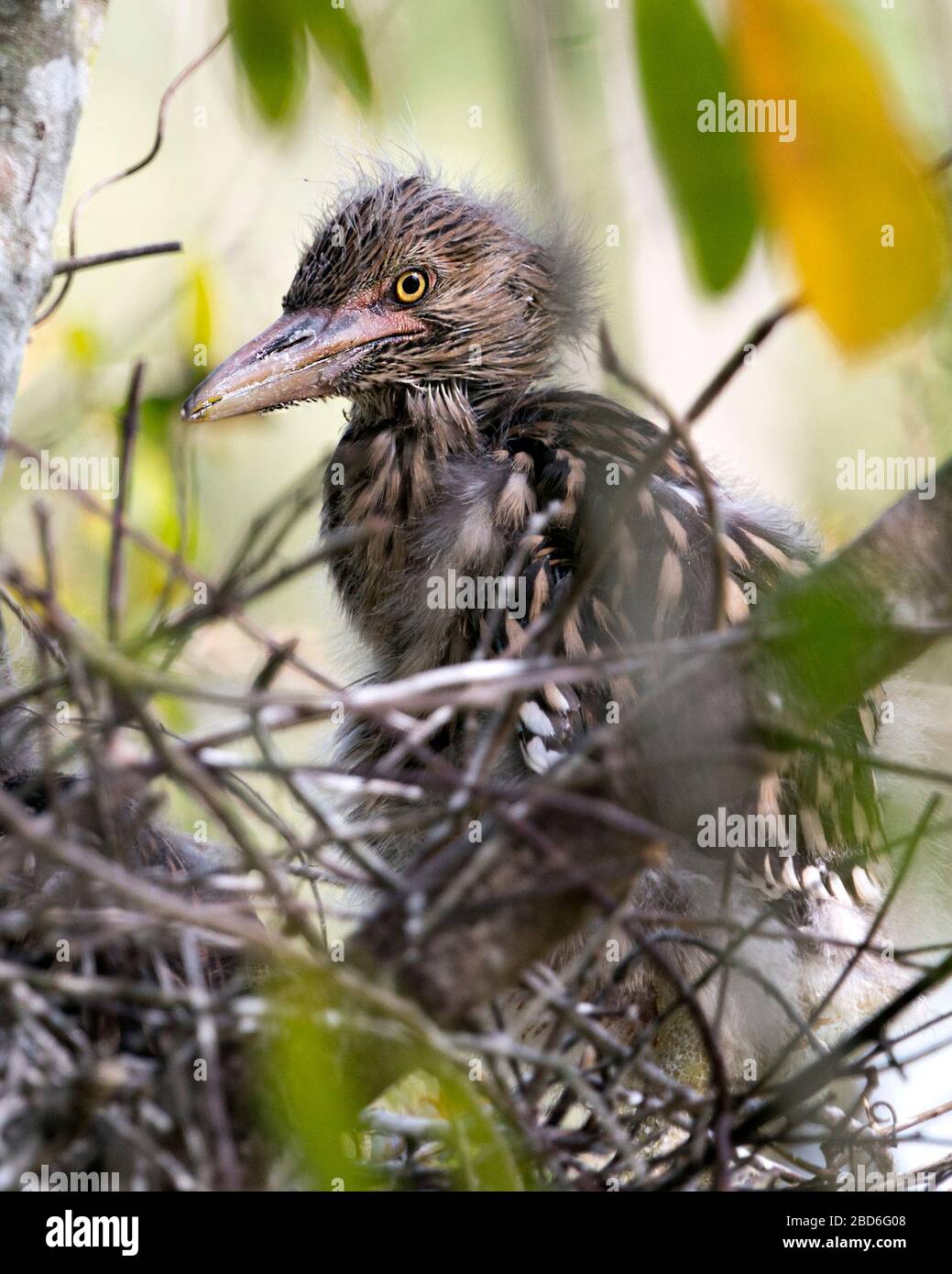 Black Crowned Night Heron Baby Birds In The Nest With Background And Foreground Branches Interacting In Their Environment And Surrounding Stock Photo Alamy