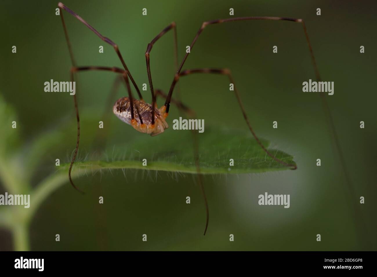 Northland Nature: Daddy longlegs — not actually spiders — abundant