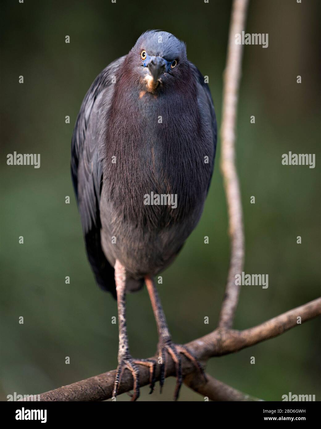 Blue Tit Coming Out Of Nestbox Stock Photo - Download Image Now - Animal  Body Part, Animal Eye, Animal Head - iStock