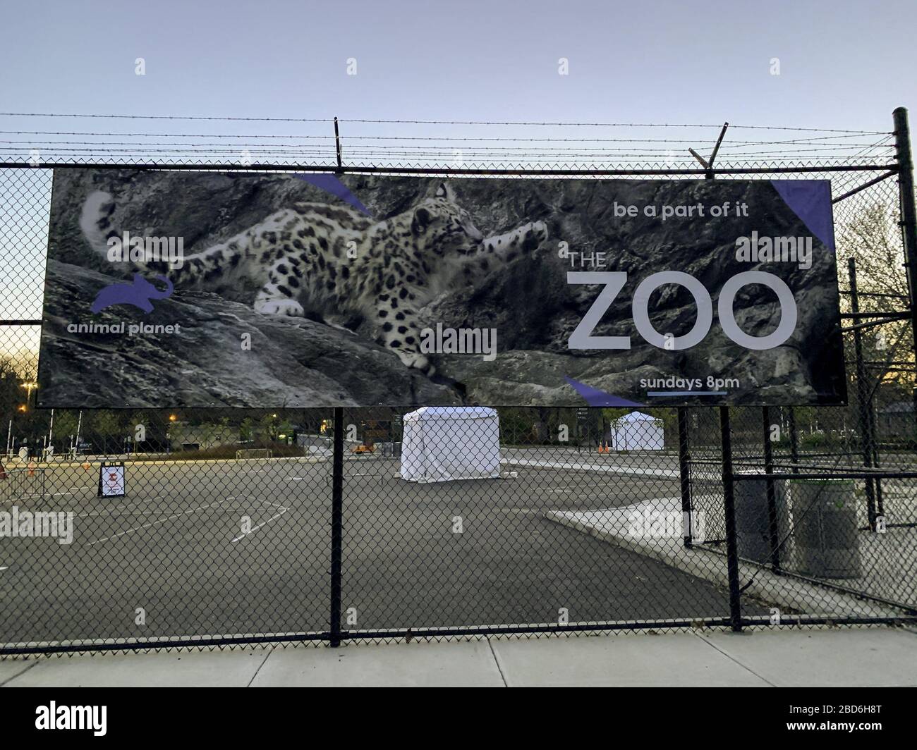 Bronx zoo tiger covid hi-res stock photography and images - Alamy