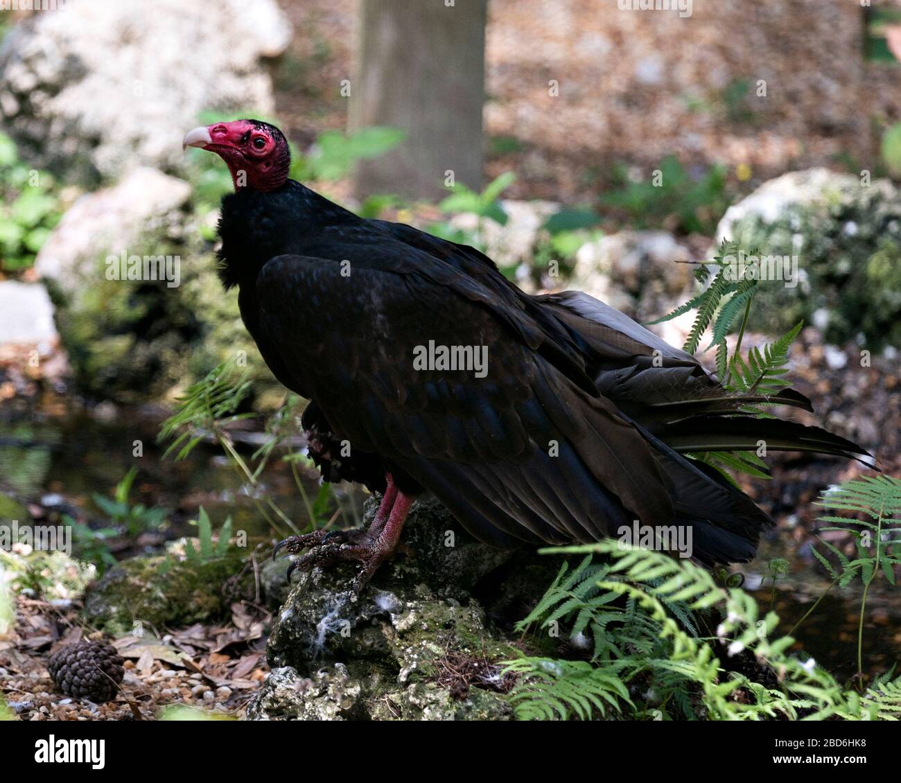 Vulture turkey bird close up profile image, perched on a rock basking