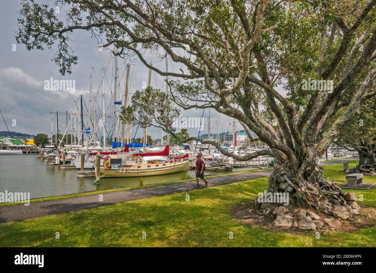 Titoki (New Zealand oak) at Hatea Loop footpath, boats at Town Basin marina at Hatea River in Whangarei, Northland Region, North Island, New Zealand Stock Photo
