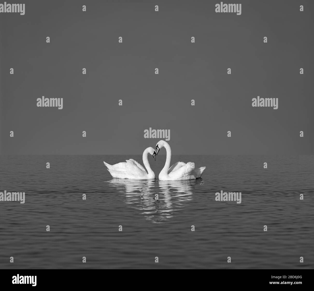 two white swans on blue lake, empty space for text, concept love, romanticism or valentine day, black-and-white photo Stock Photo