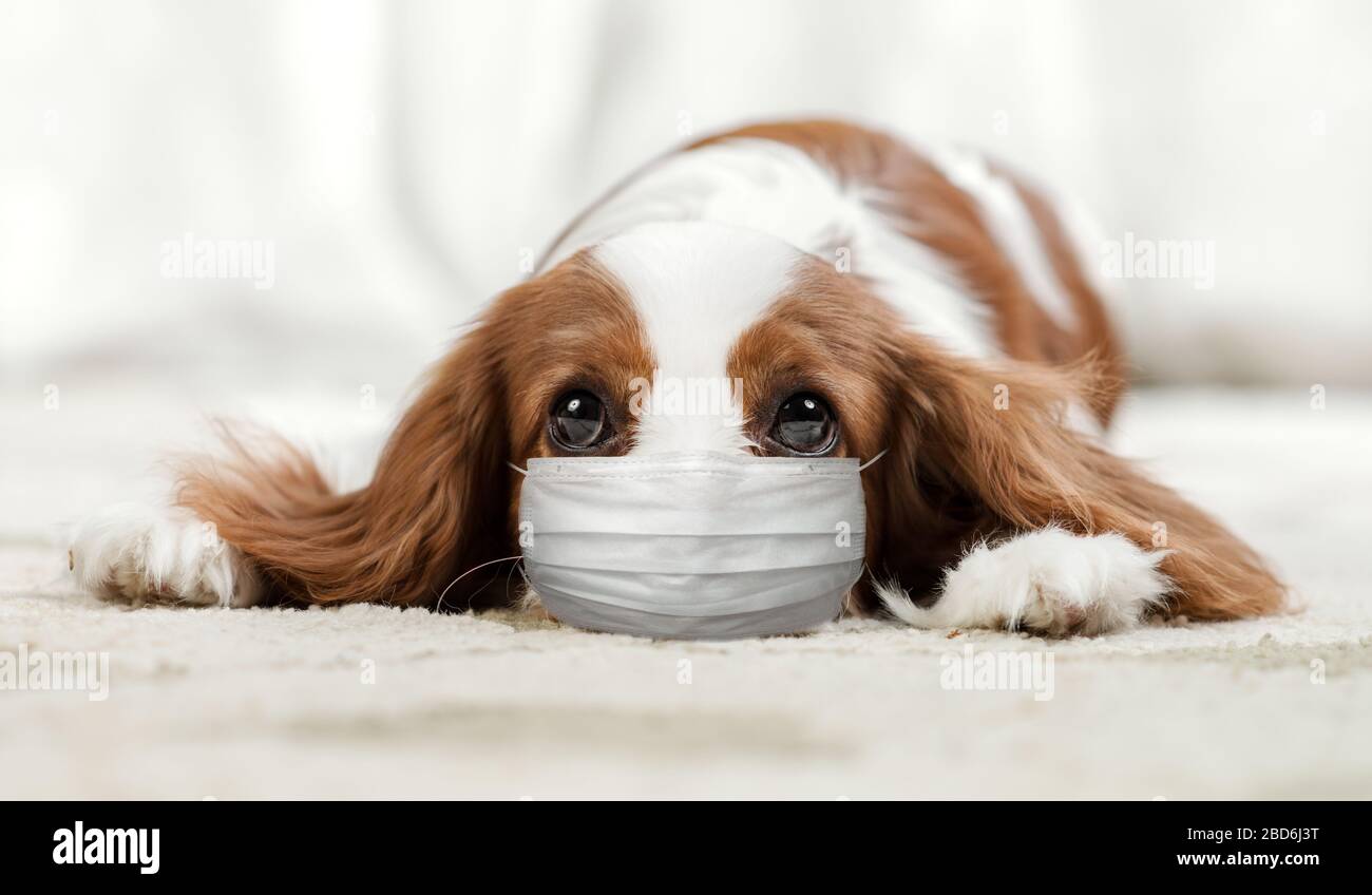 dog in medical mask lie in home. Concept covid-19 coronavirus pandemic Stock Photo