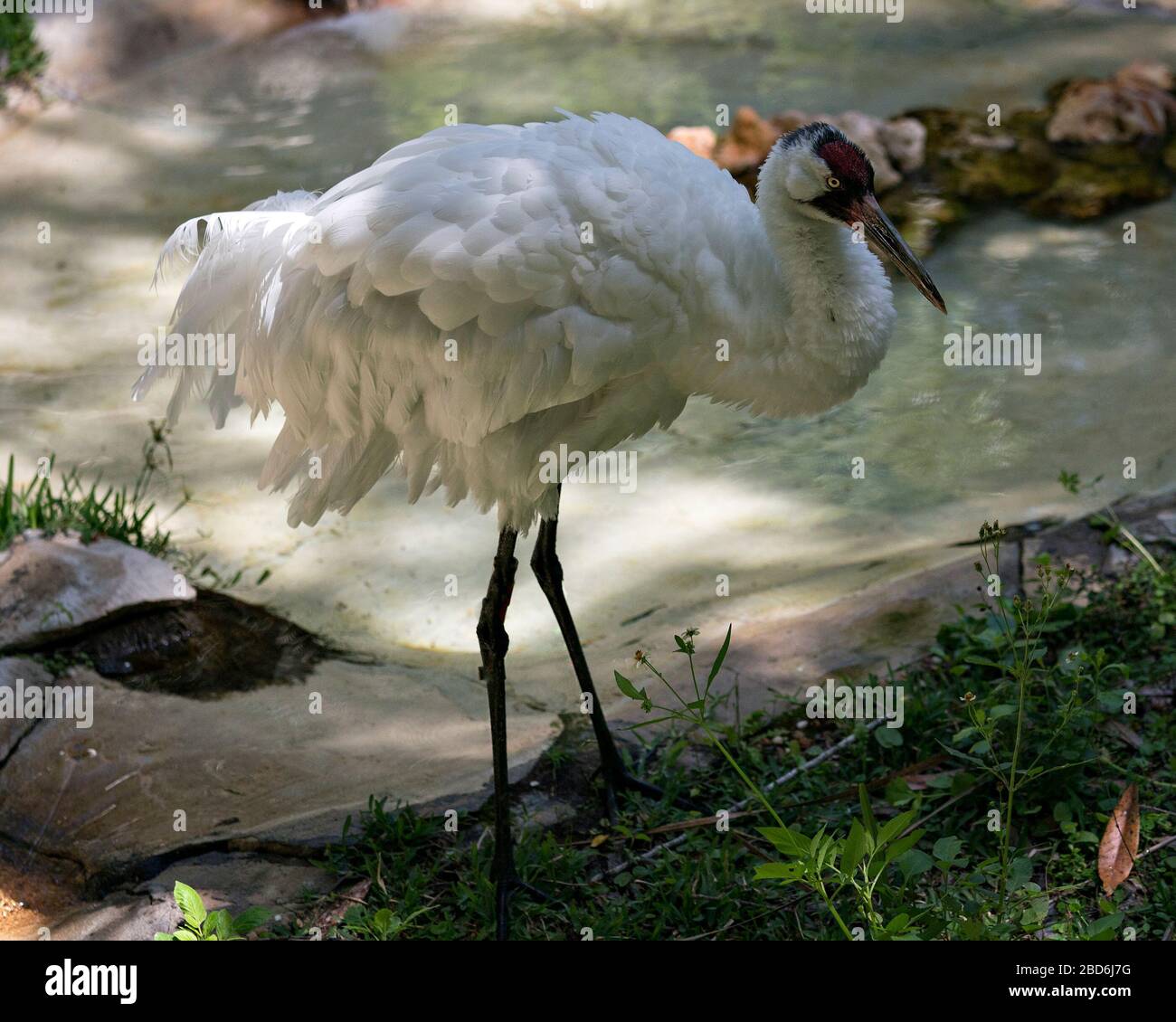 Whooping crane bird close-up profile view standing tall by the water with fluffy feathers plumage with foliage foreground in its surrounding and envir Stock Photo