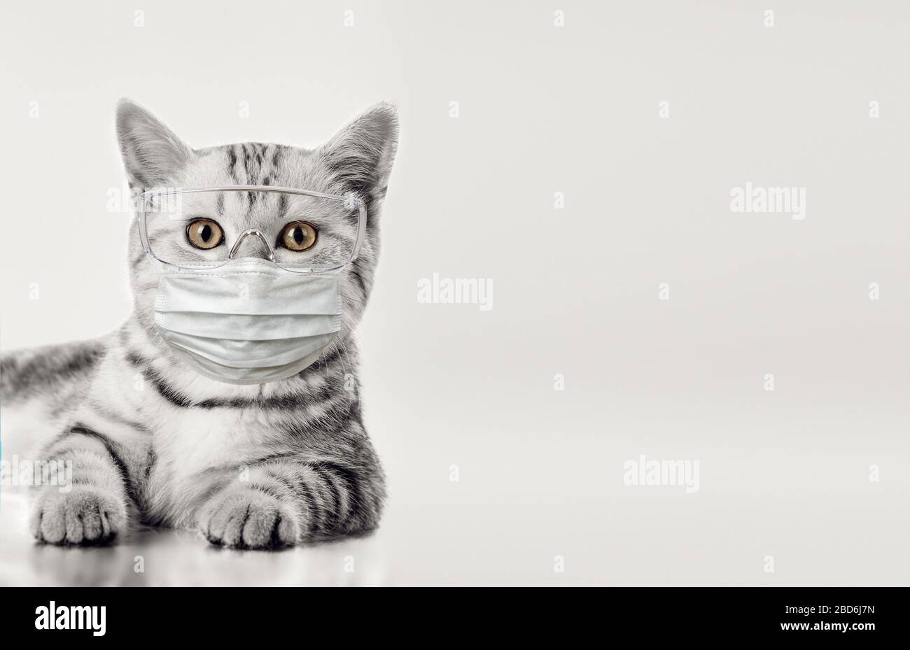 little kitten in medical mask, on grey background, isolated. Concept covid-19 coronavirus pandemic Stock Photo