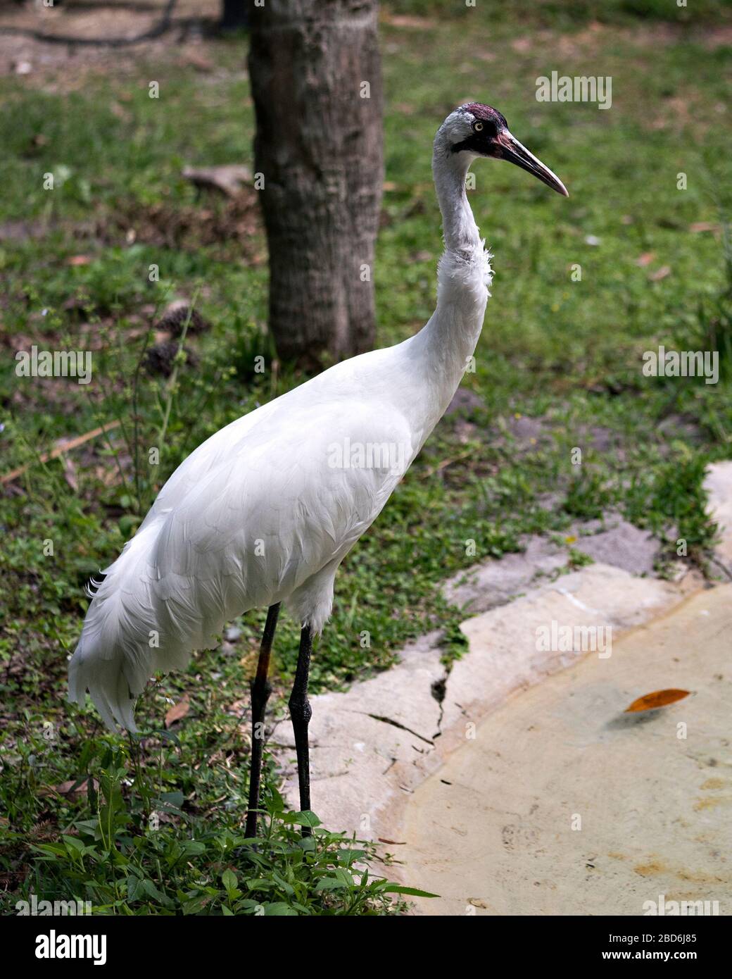 Whooping crane bird close-up profile view standing tall by the water with foliage background in its surrounding and environment. Stock Photo