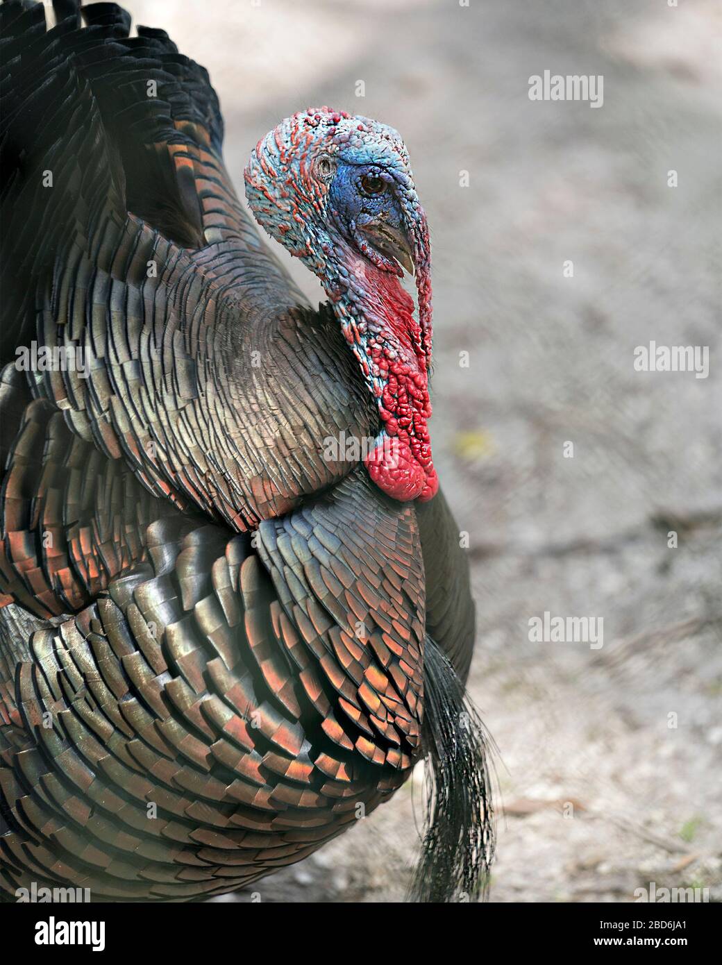 Wild turkey bird head closeup profile view with bokeh background view
