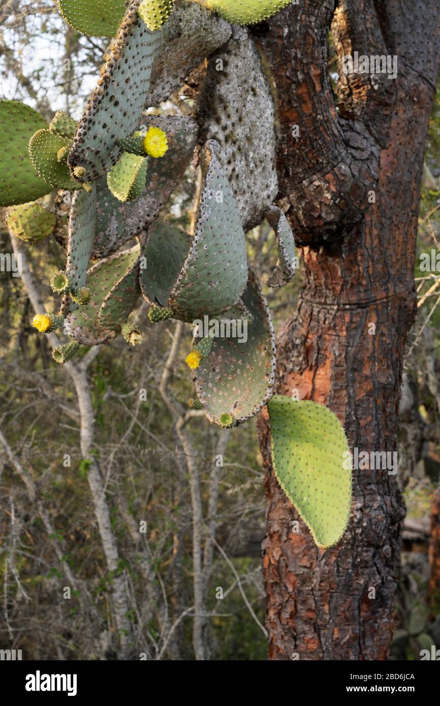 Giant prickly pear cactus Opuntia echios gigantea Stock Photo