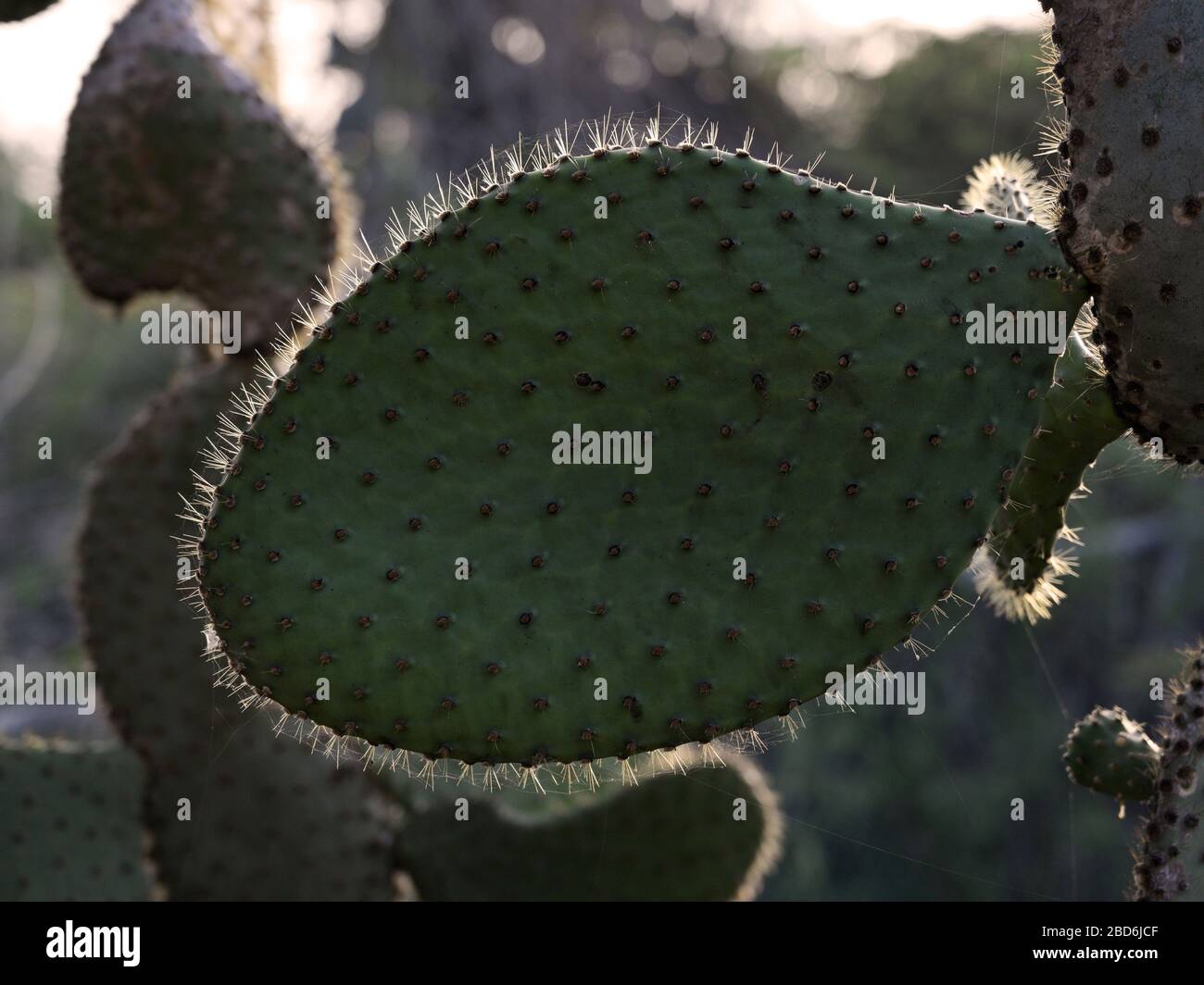 Giant prickly pear cactus Opuntia echios gigantea Stock Photo